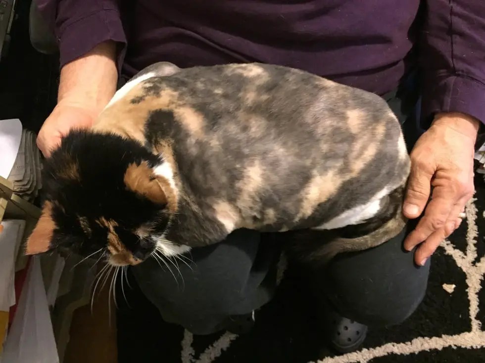 When they found this unfortunate creature on the street, they