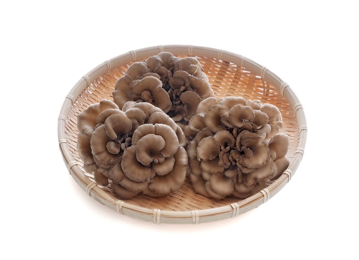 Maitake Superfields