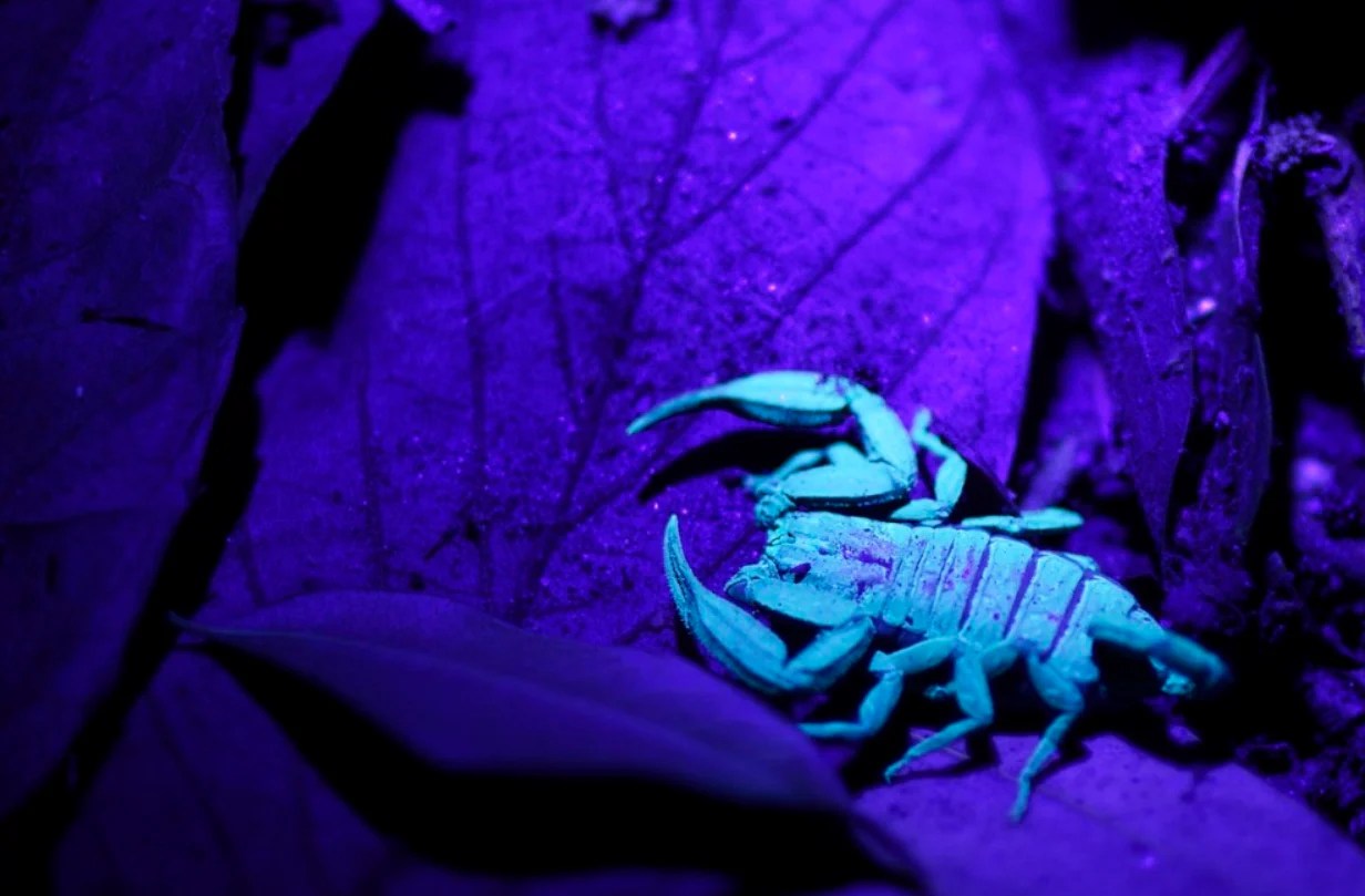 What is the difference between 365nm and 395nm UV flashlights