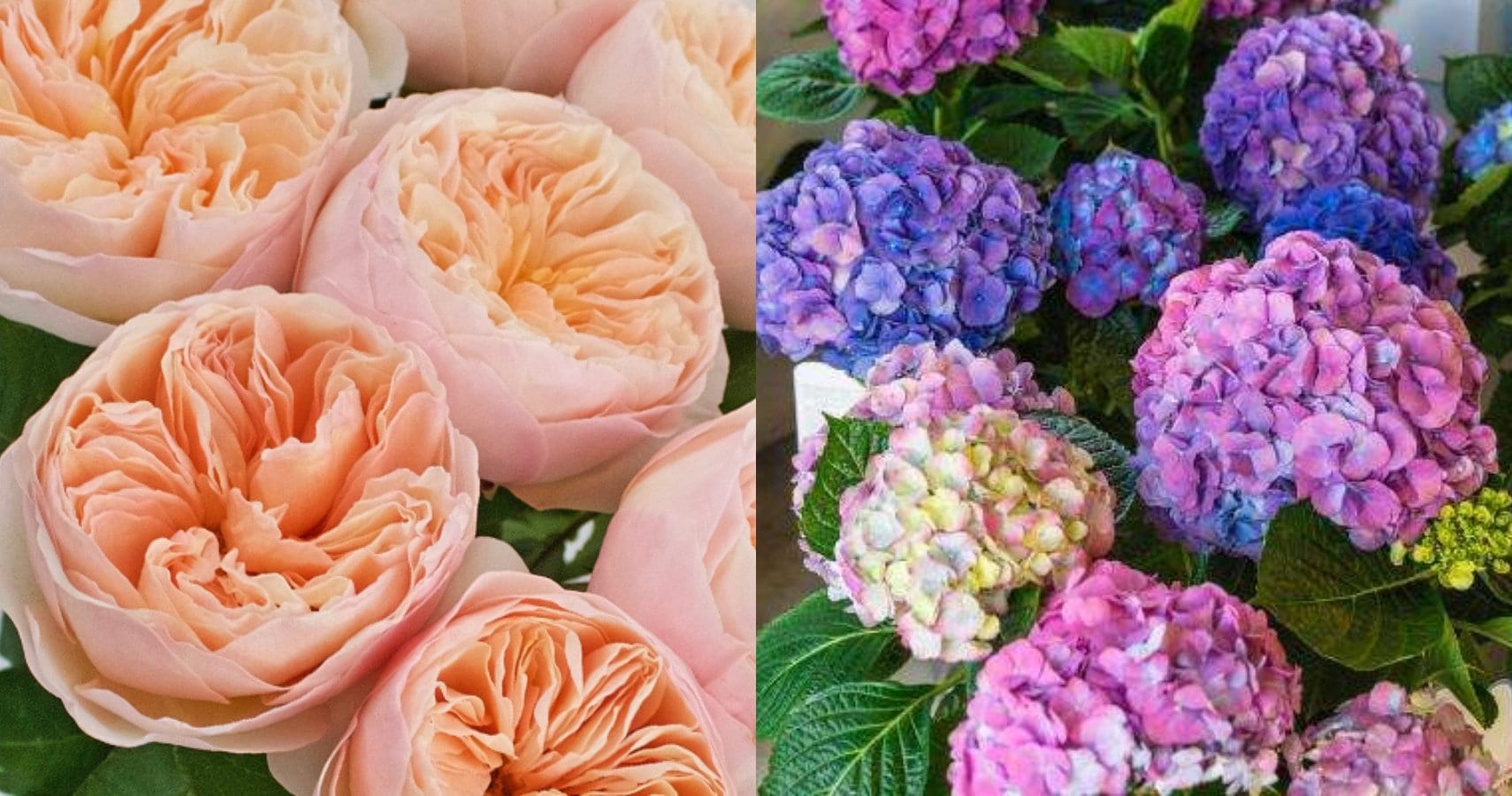 10 Most Expensive Flowers in The World Super Floral