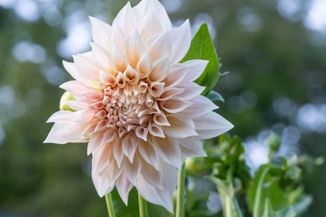 Local Flowers Make Local Weddings Bloom Super Floral