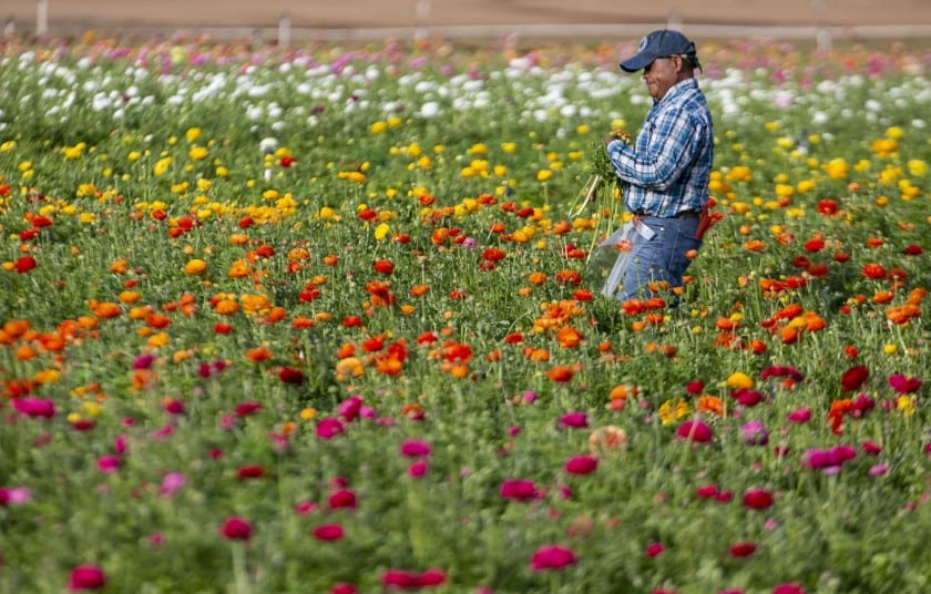 Coronavirus hit California’s cutflower industry at the worst time