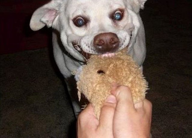 9 Perros Con Caras Muy Graciosas