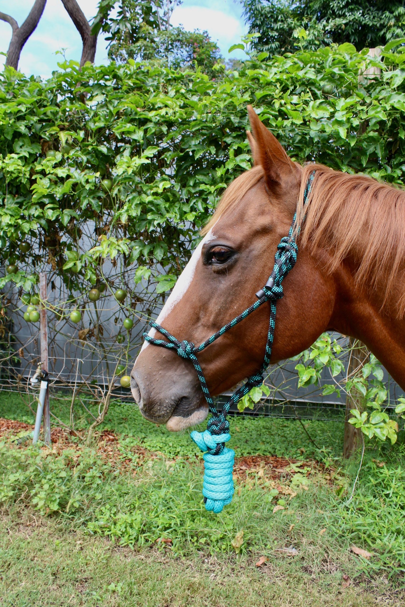 Colourful Rope Halter and lead rope setcob/pony Super Horse Saddlery