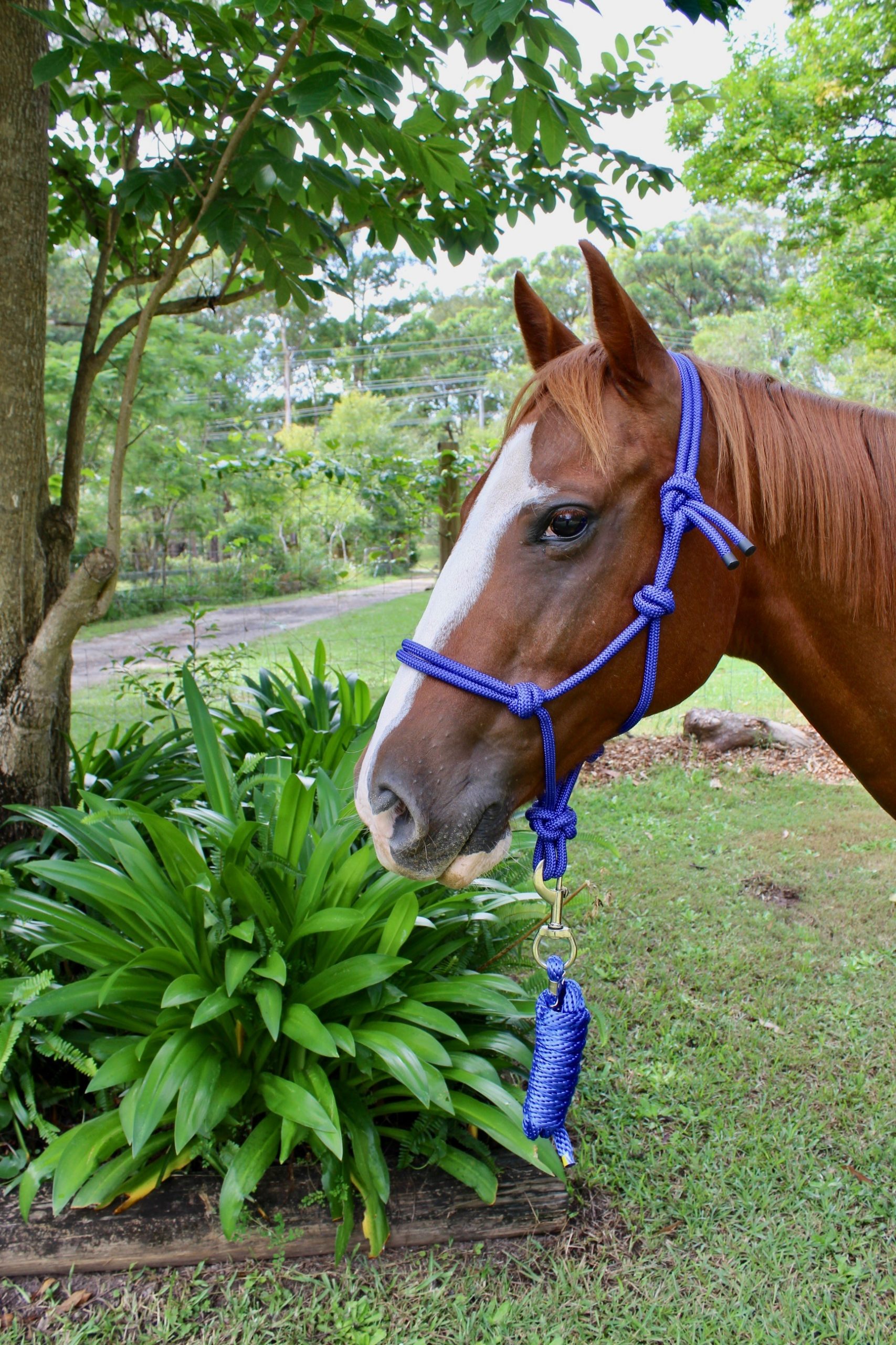 Rope Halter Royal Blue Super Horse Saddlery
