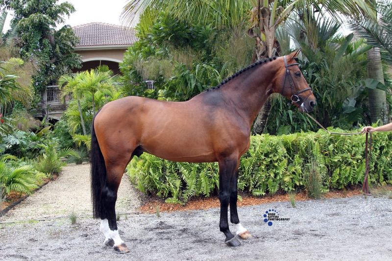 SES Stallion Big Star, Dutch, Frozen Semen Equine Semen