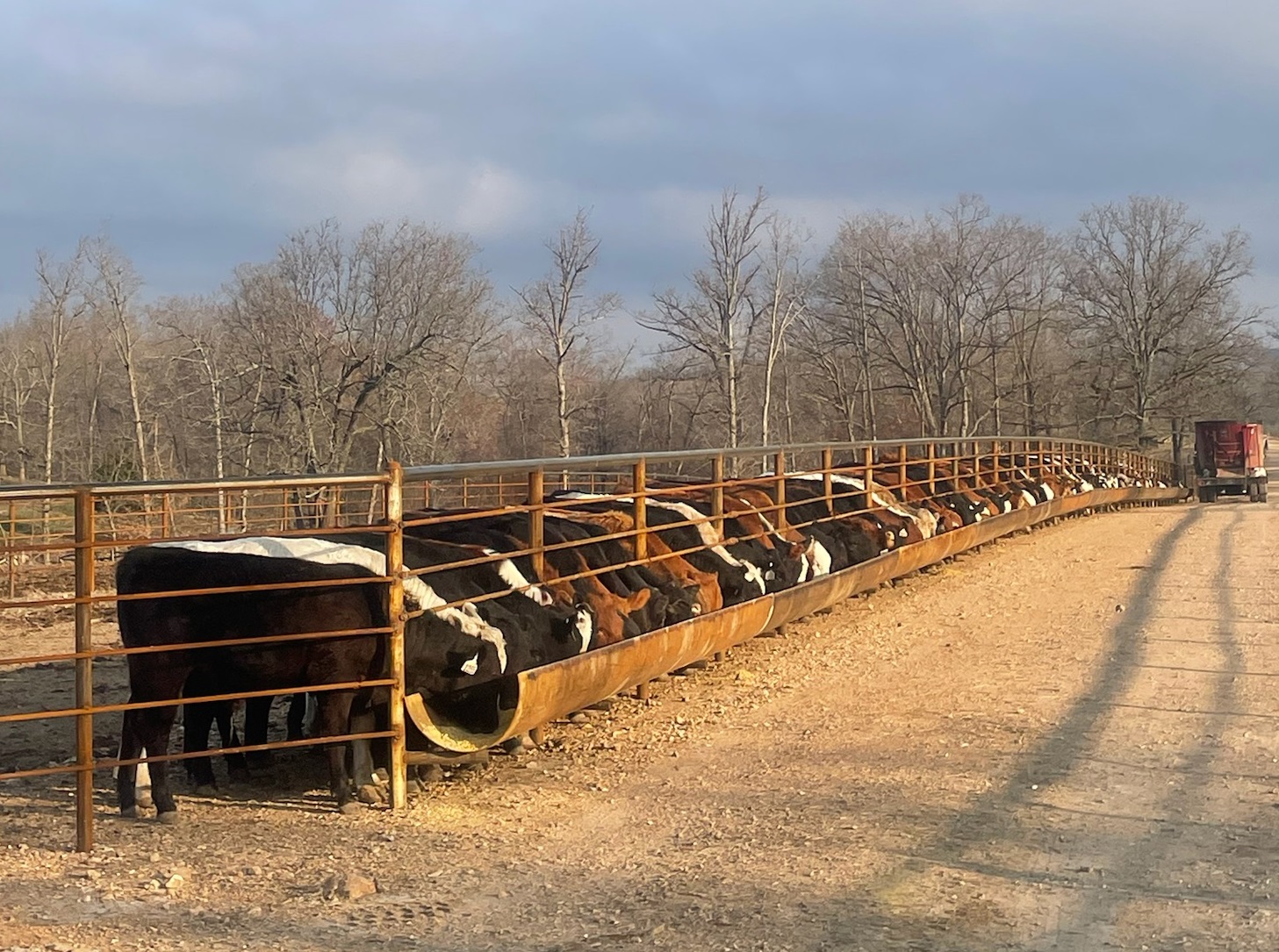 Hay Feeder, Bunk Feeders, Plate Feeders, and Bunk Line Feeder