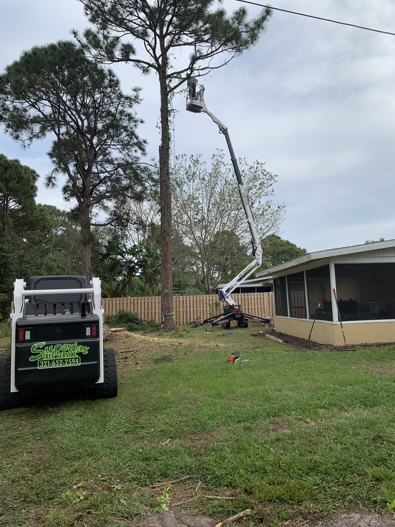Tree Removal Palm Bay, Melbourne & Brevard County, FL