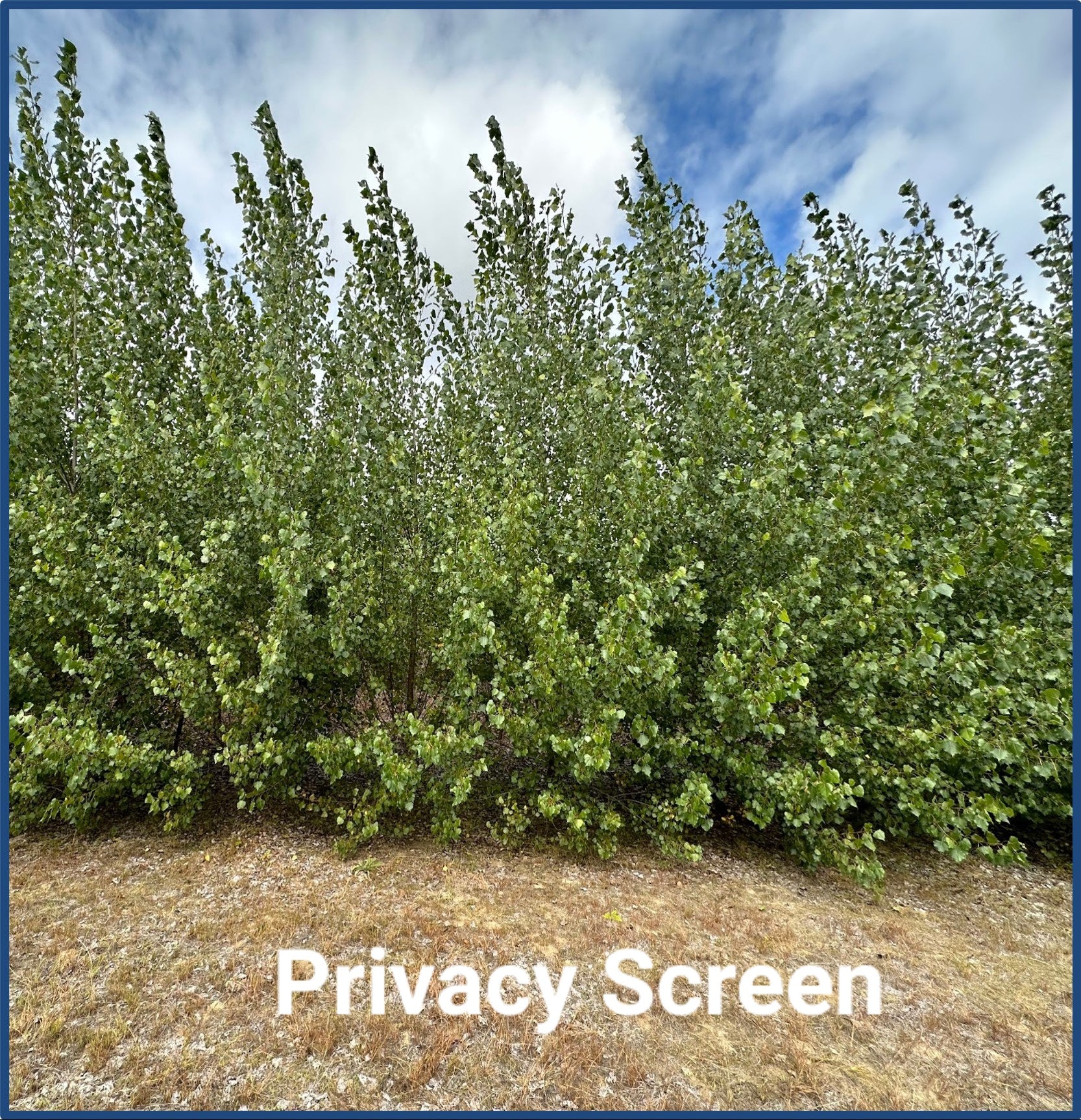 InnovaTree™ Poplar Variety Hauser's Superior View Farm