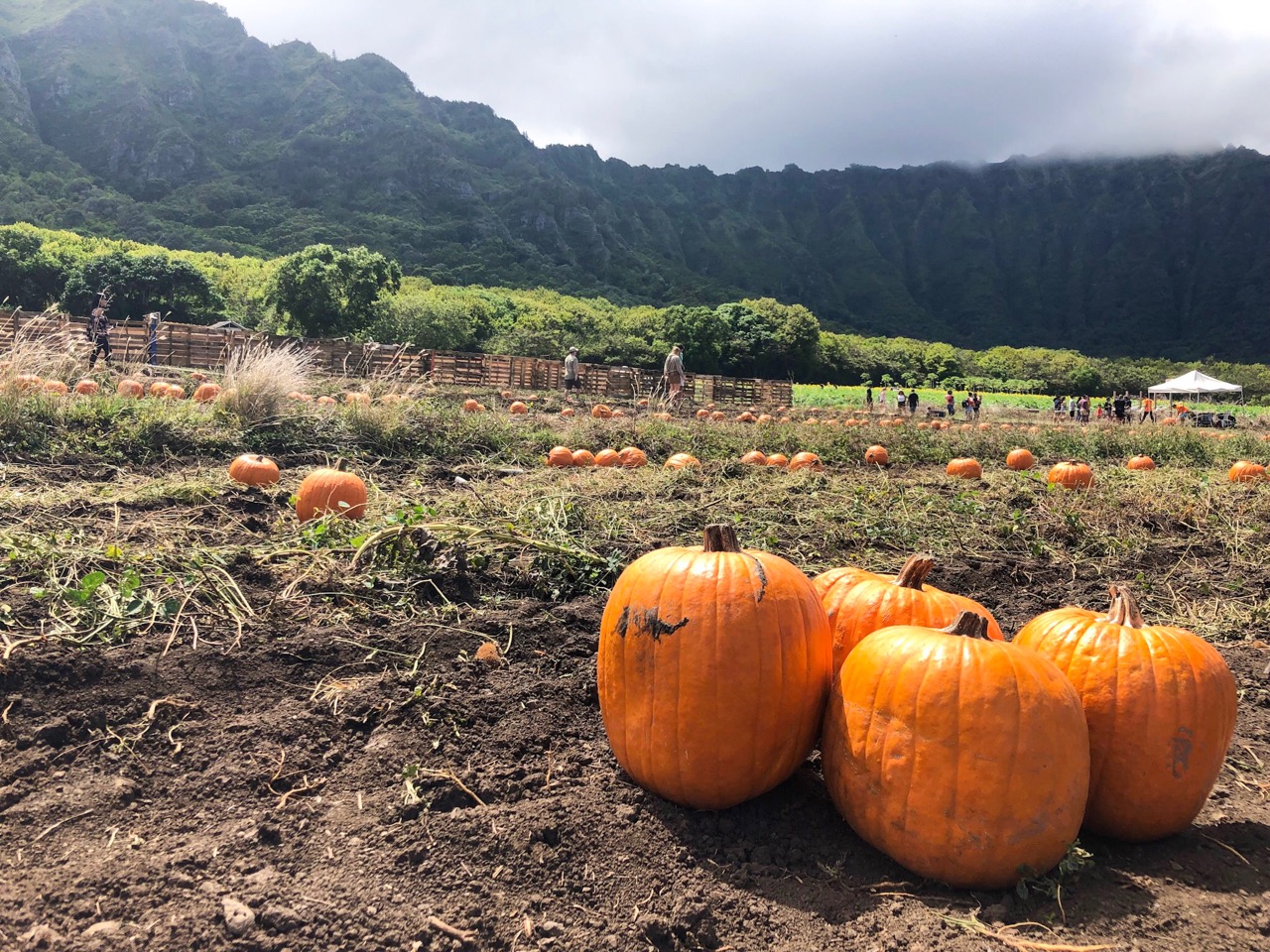 【オアフ ワイマナロ】初めてのパンプキンパッチ体験！ Waimanalo Country Farm(ワイマナロカントリーファーム) HAWAII and MiK