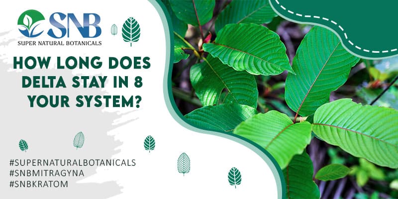 How Long Does Delta 8 Stay in Your System? Supernatural Botanicals