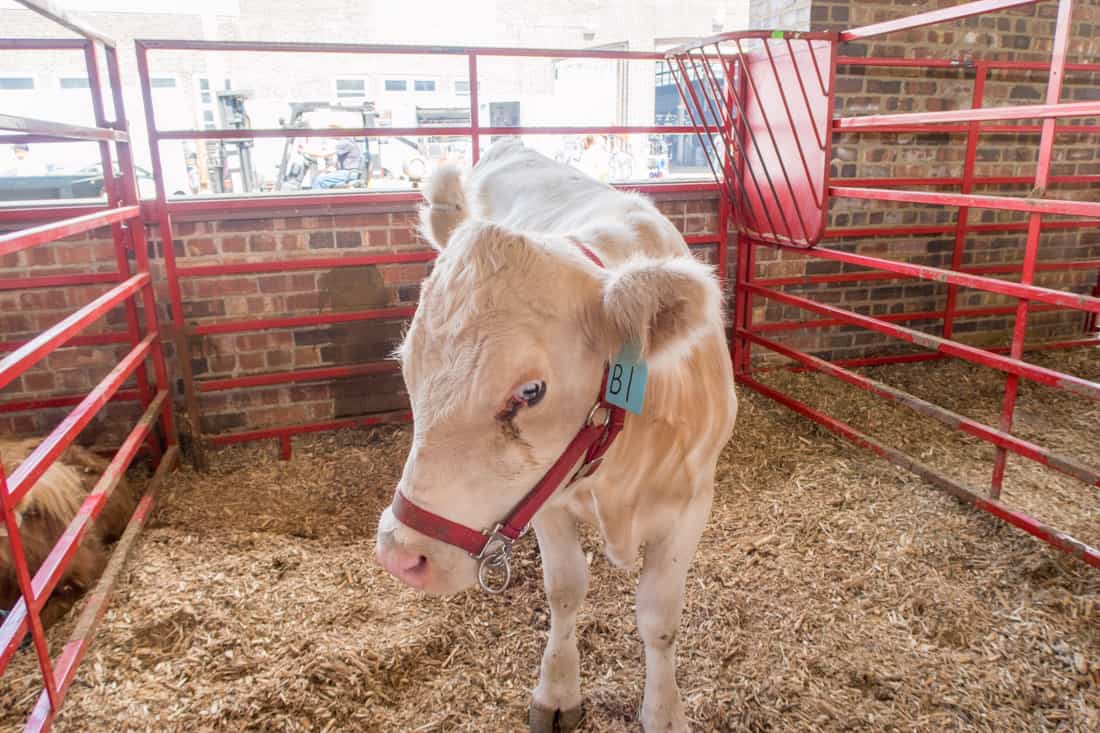 Iowa State Fair Livestock Schedule 2024 Iowa State Fair The Livestock Super NoVA Adventures
