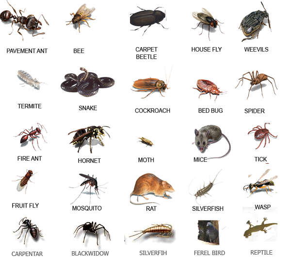 Pest Library Super Patra Pest