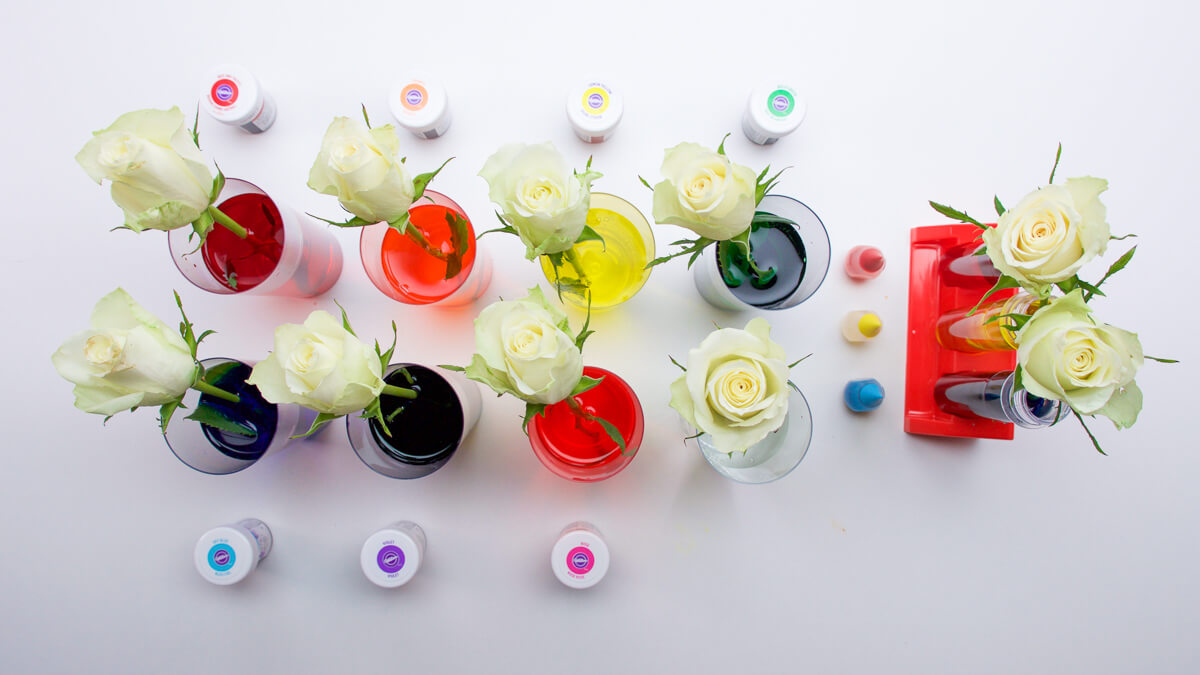 Flower Dyeing Activity Super Simple