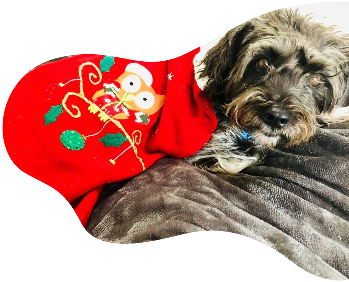 Dog Overnight Boarding Sparkling Pets Grooming Superstar Dog Boarding