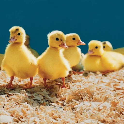 Bolts and Nuts Puzzle 🕹️ Play Free Online Game