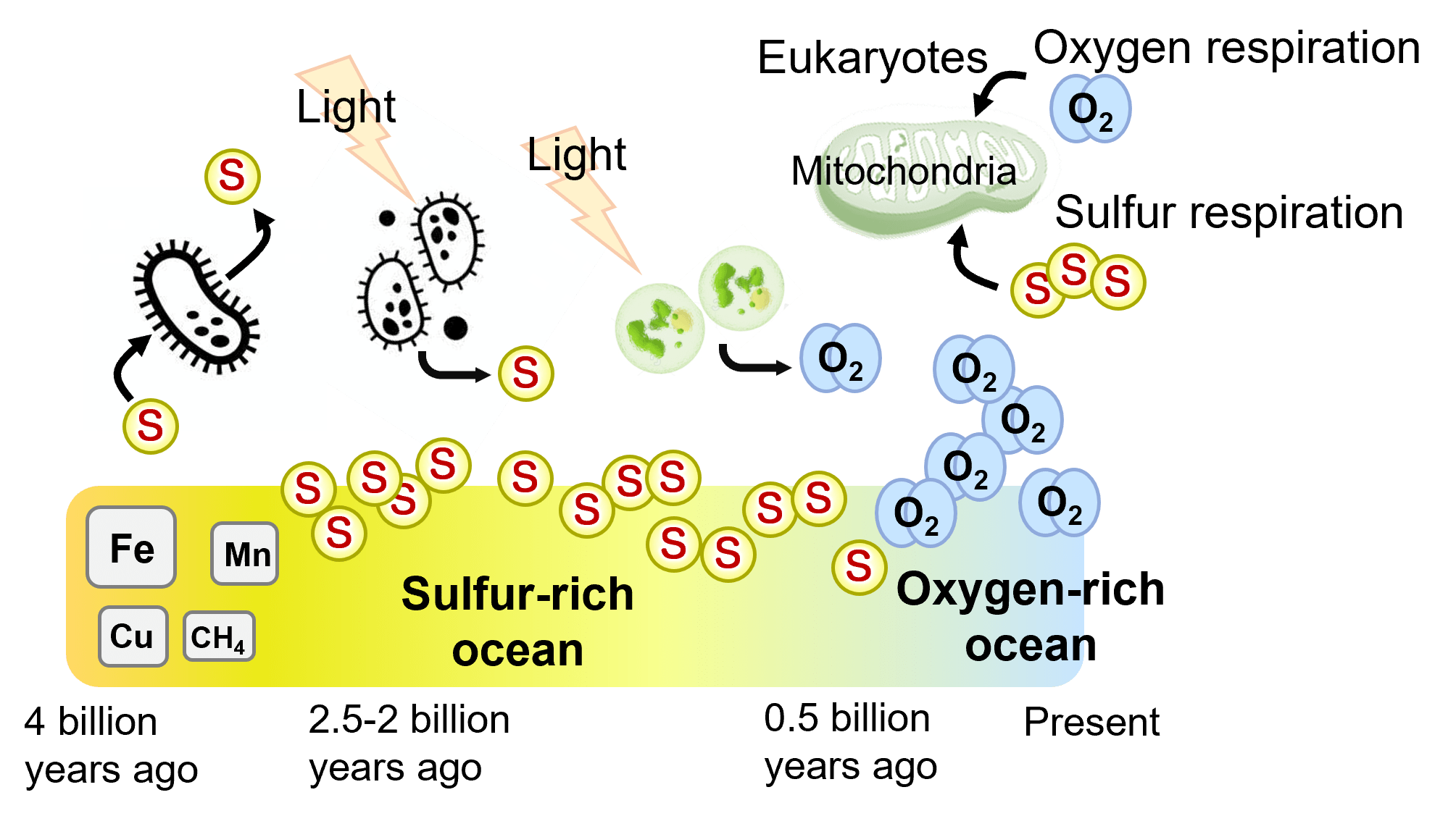 Introduction of Research Area Innovative Sulfur Biology Emerging from