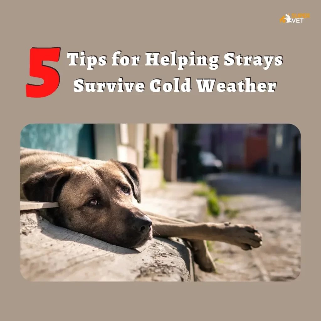 5 Tips for Helping Stray Animals Survive the Cold Weather Supervet