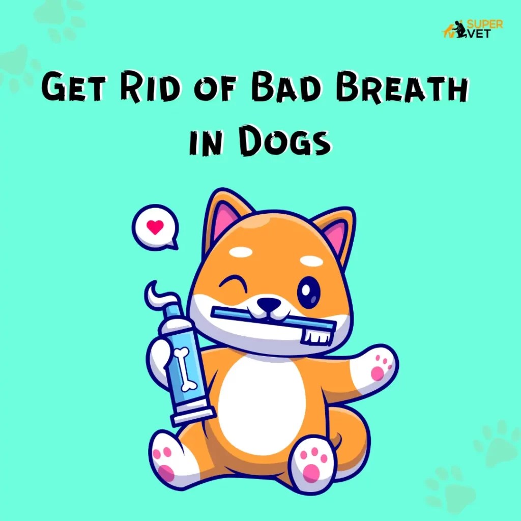 How To Get Rid of Bad Breath in Dogs Supervet Online Pet Services