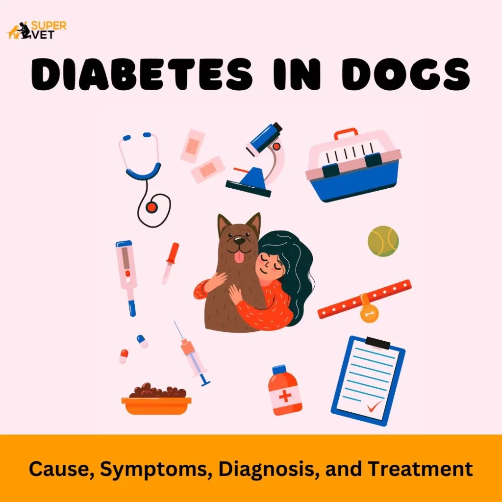 Diabetes In Dogs Cause, Symptoms, Diagnosis, and Treatment Supervet