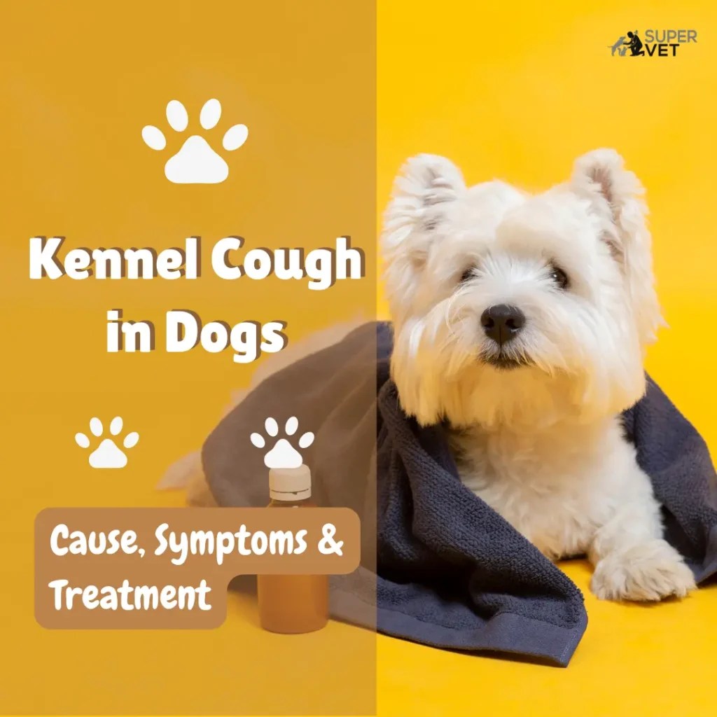 Kennel Cough In Dogs Cause, Symptoms, And Treatment