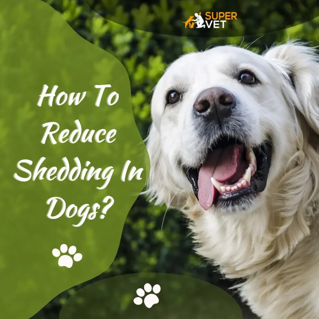 How To Reduce Shedding In Dogs?