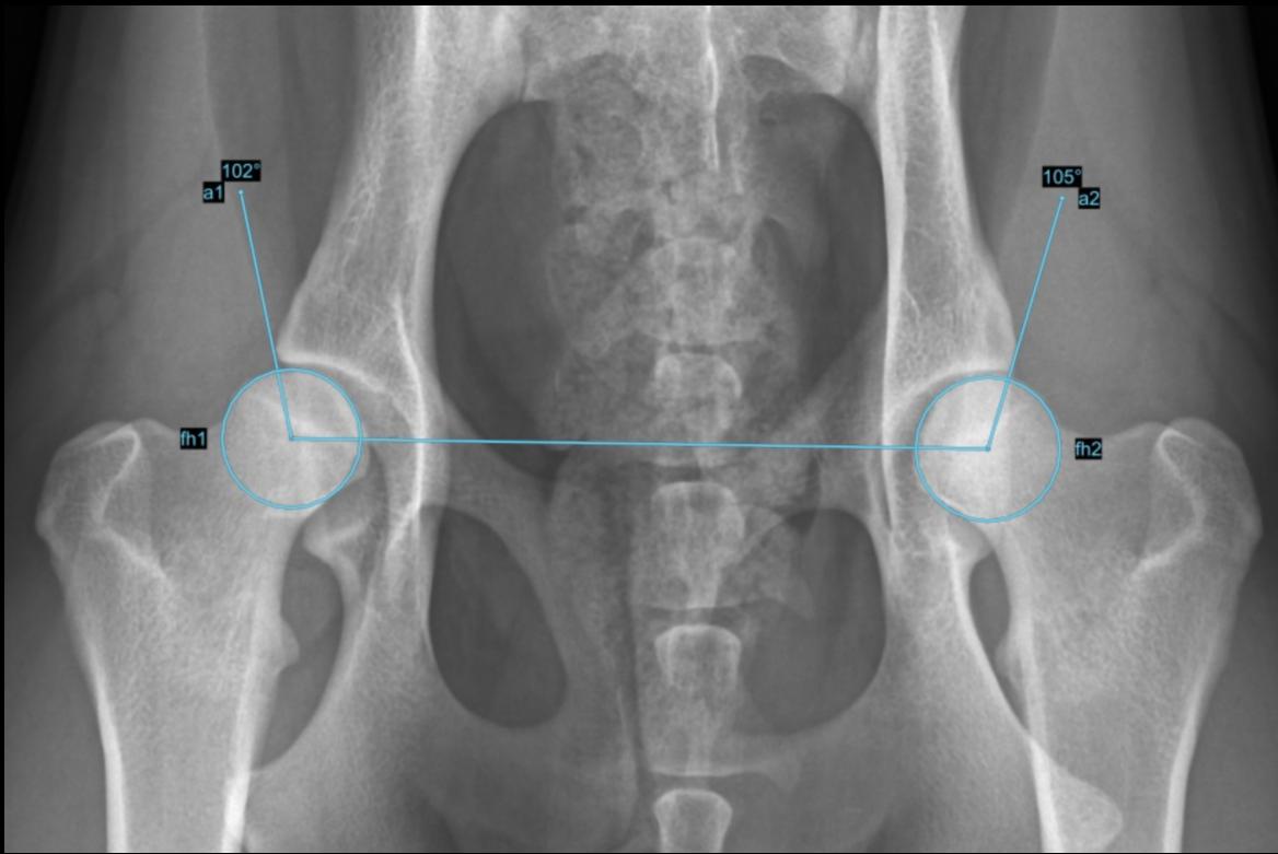 Image Diagnostic Software SuperXvue® DXR superveterinary