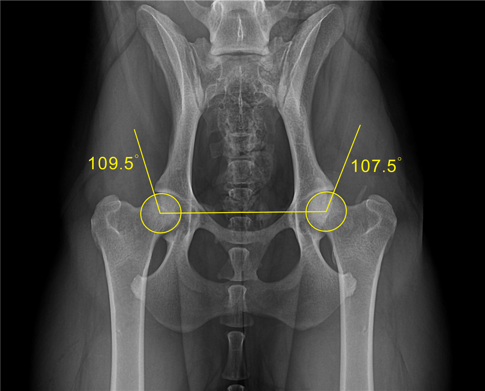 Image Diagnostic Software SuperXvue® DXR superveterinary