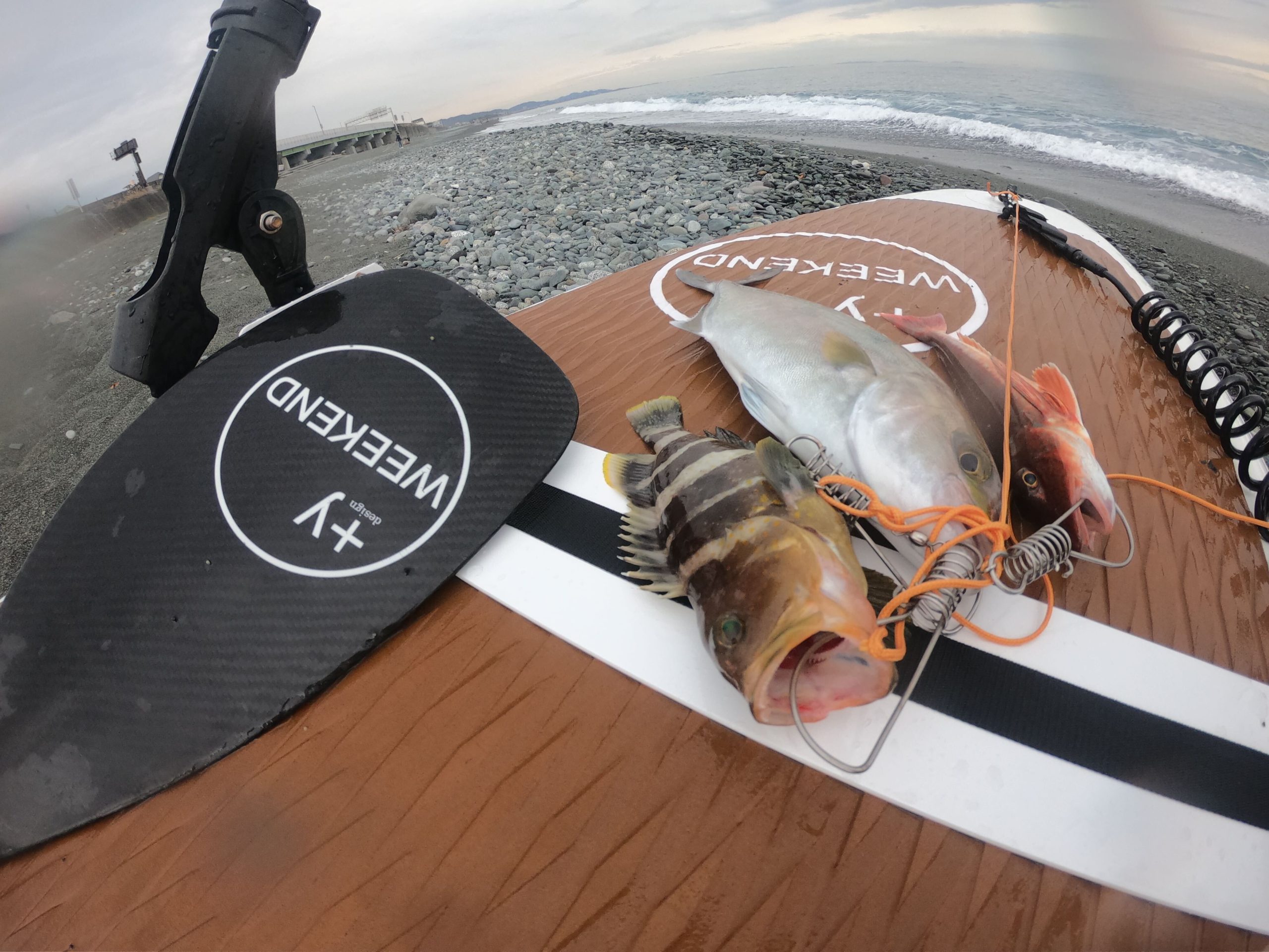 西湘SUPフィッシング SUPと釣りと魚料理