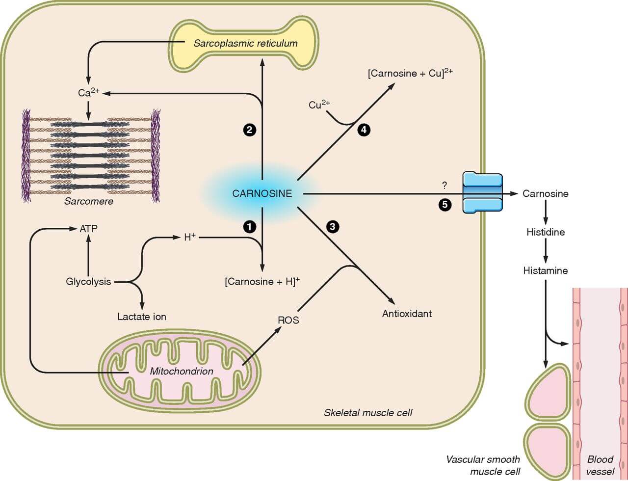 6 Benefits of Carnosine + Side Effects, Food Sources SelfDecode