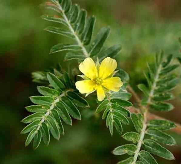 Tribulus Terrestris Benefits, Side Effects & Dosage SelfDecode