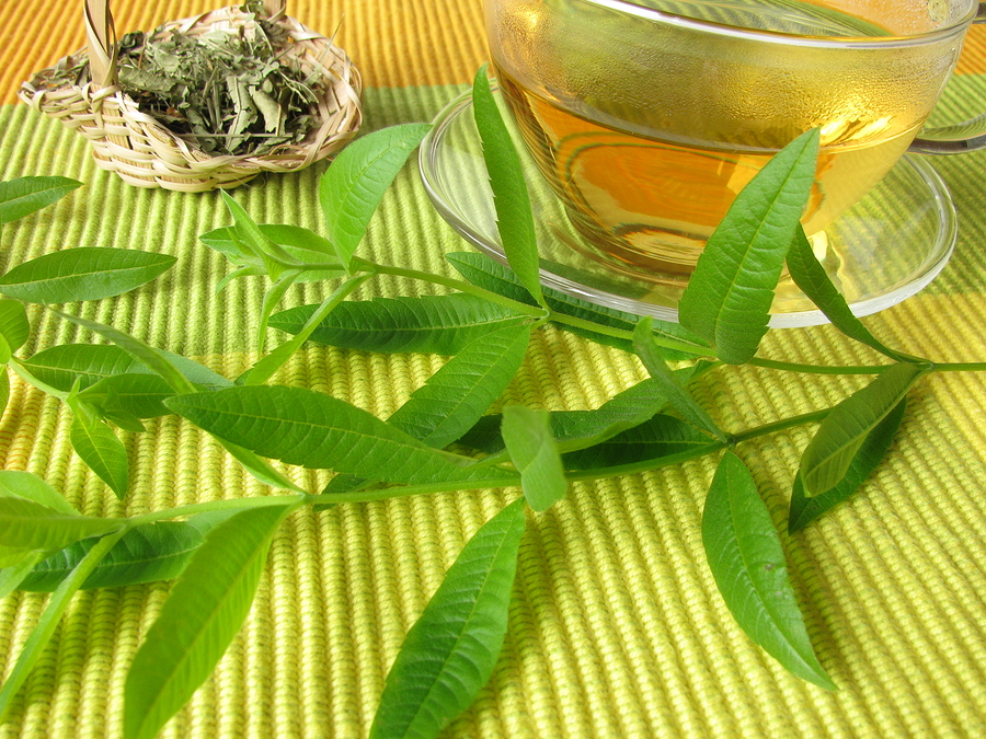 6 Lemon Verbena Uses & Benefits SelfDecode Supplements