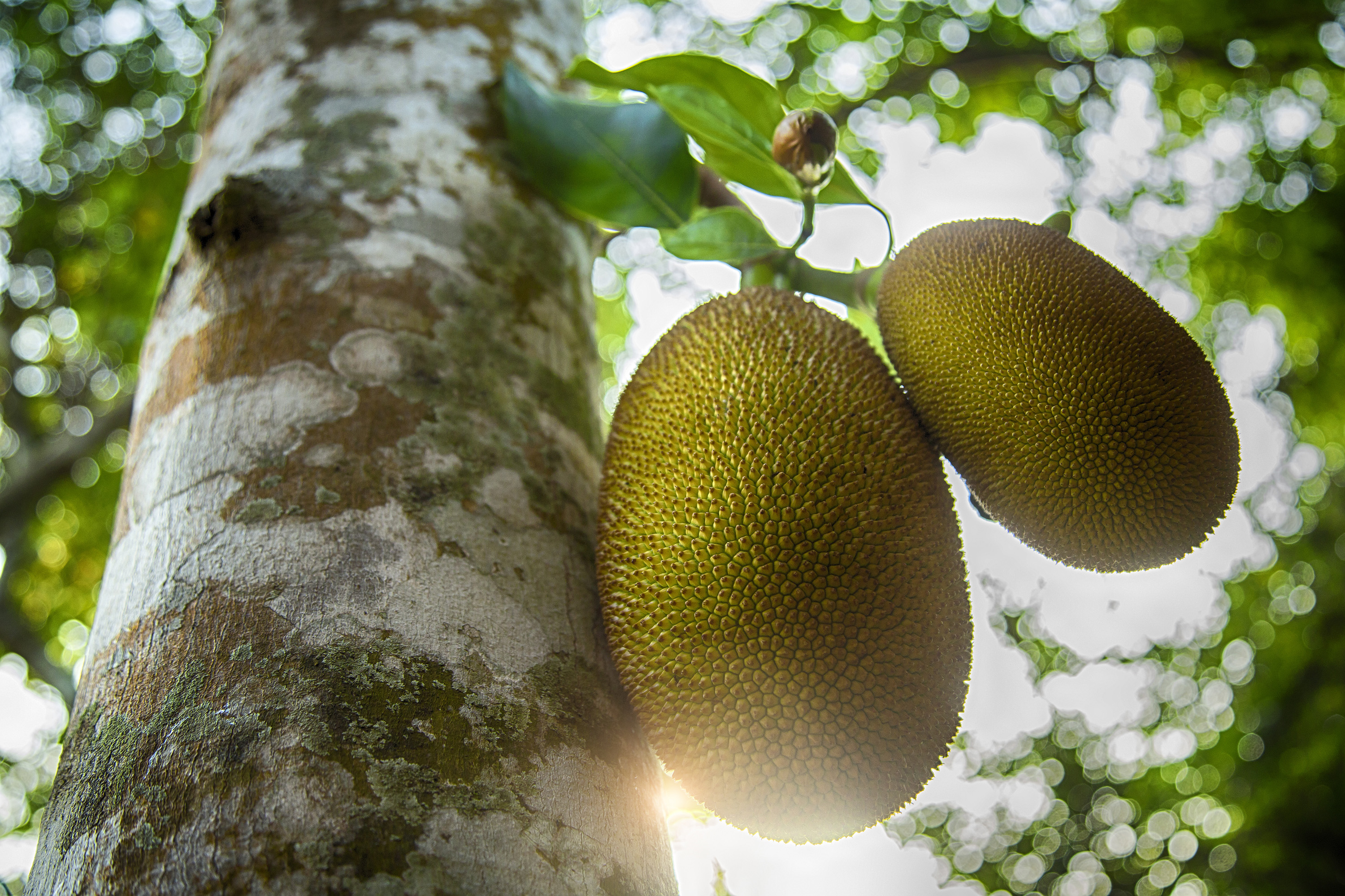 8 Jackfruit Health Benefits + Nutrition & Side Effects SelfDecode