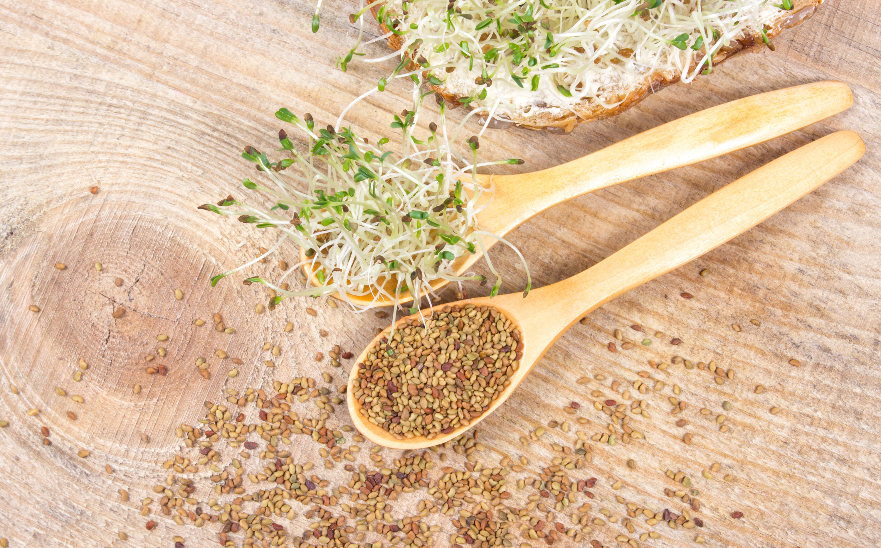 6 Amazing Alfalfa Benefits + Nutrition & How to Grow Sprouts
