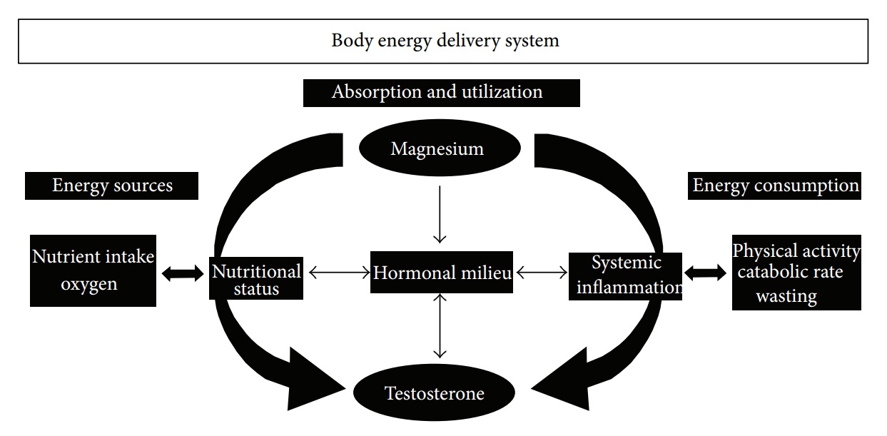 Magnesium for Testosterone Supplements in Review