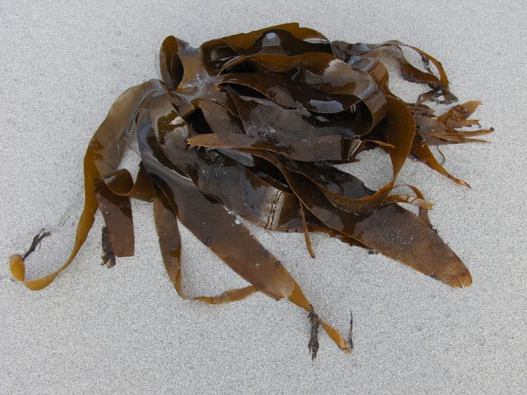 Kelp for Fat Loss Supplements in Review