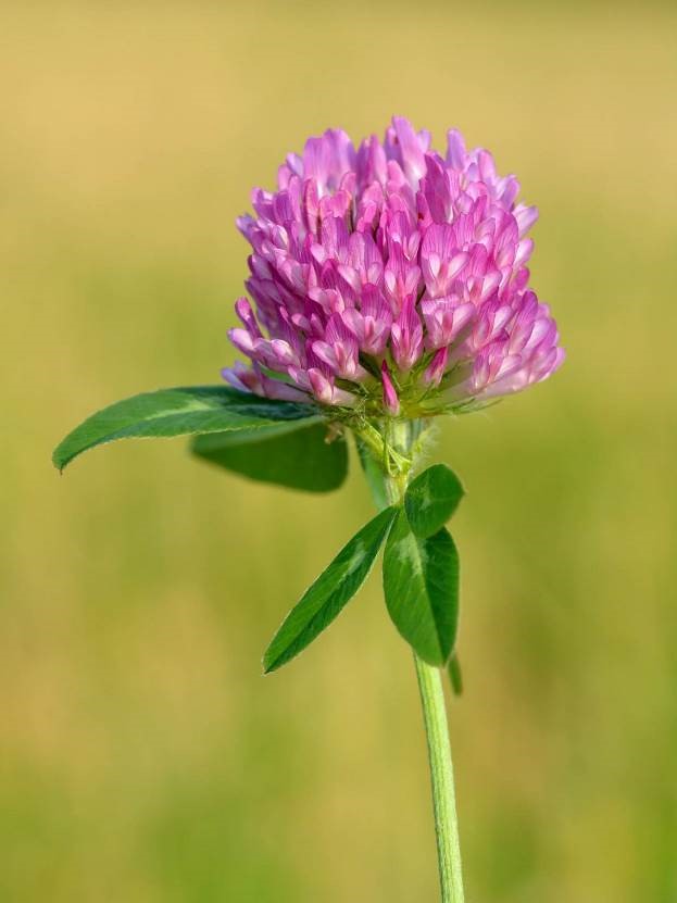 Red Clover for Testosterone Supplements in Review