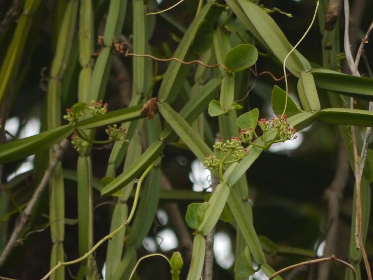 Cissus Quadrangularis for Joint Health Supplements in Review