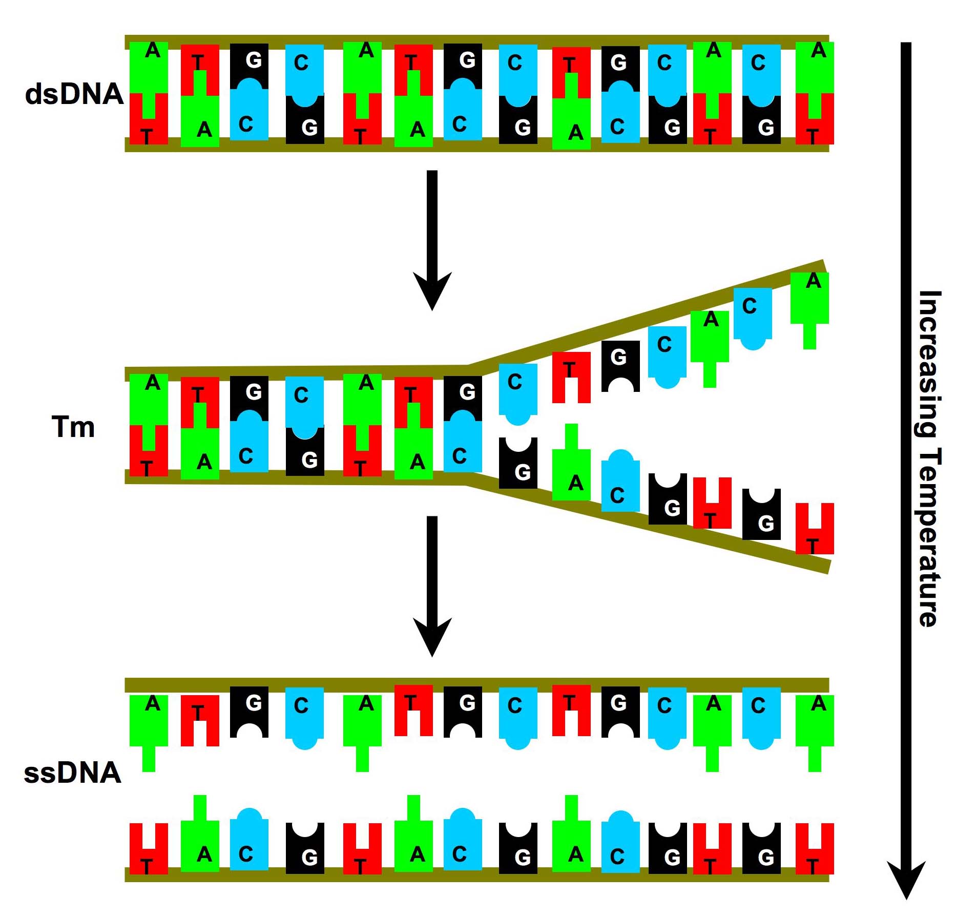 50 base double stranded dna sequence 268072 Bestpixtajp8imc
