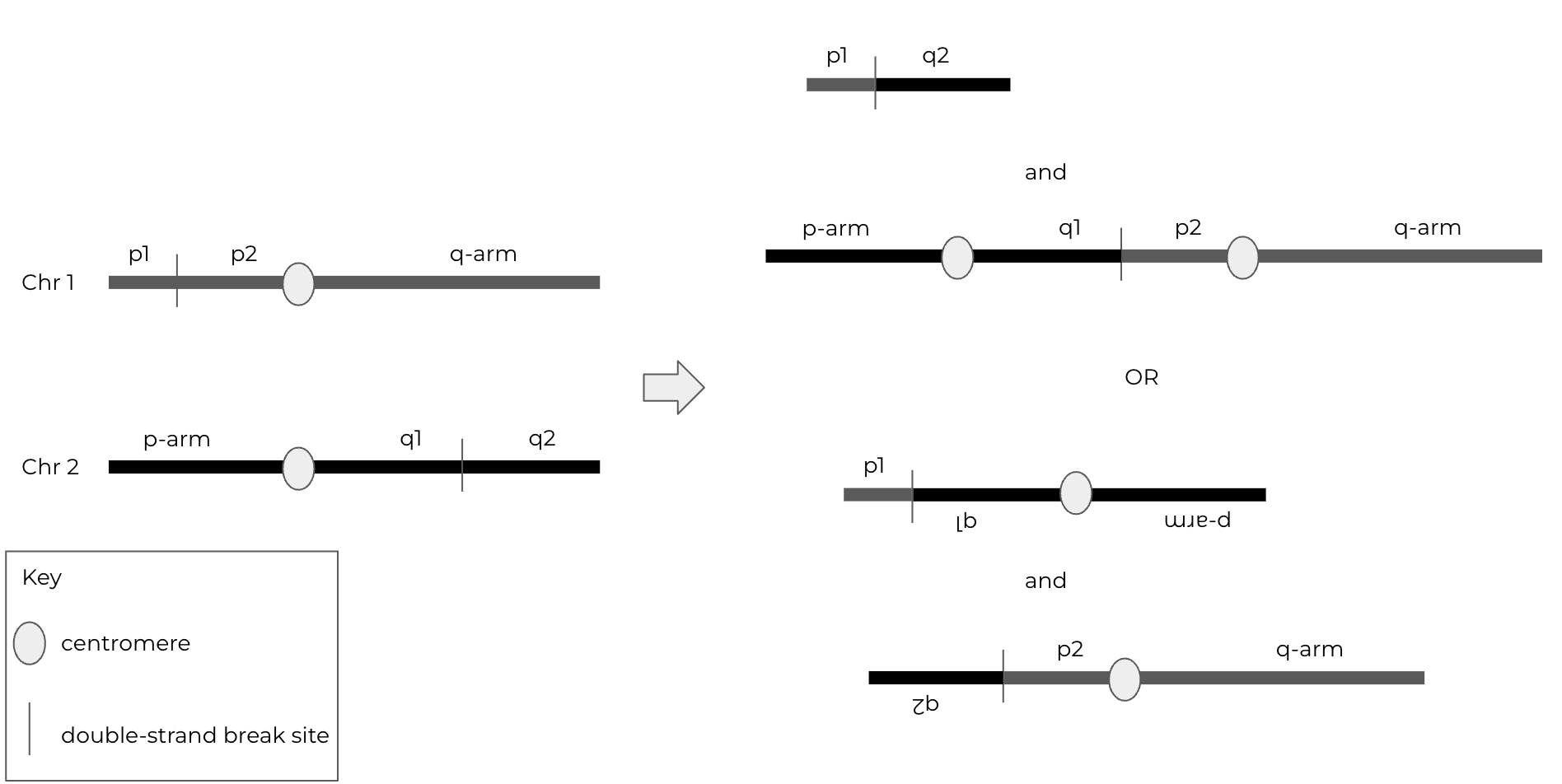Translocation Analysis Mission Bio Support Center