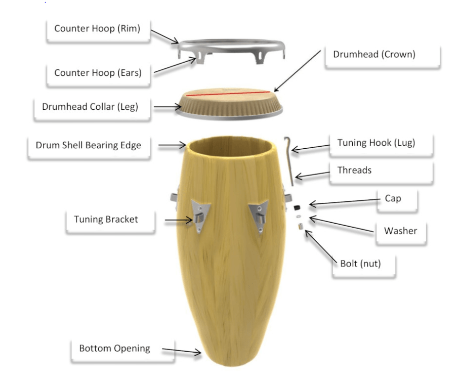 Anatomy of a conga Know your conga drum brand Remo Support