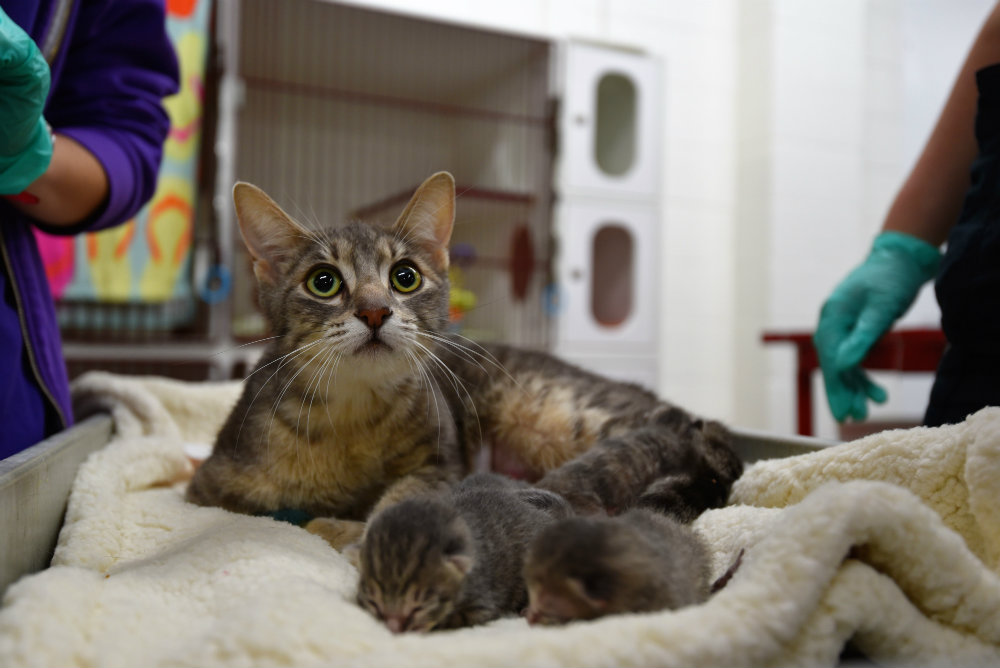 San Diego Humane Society