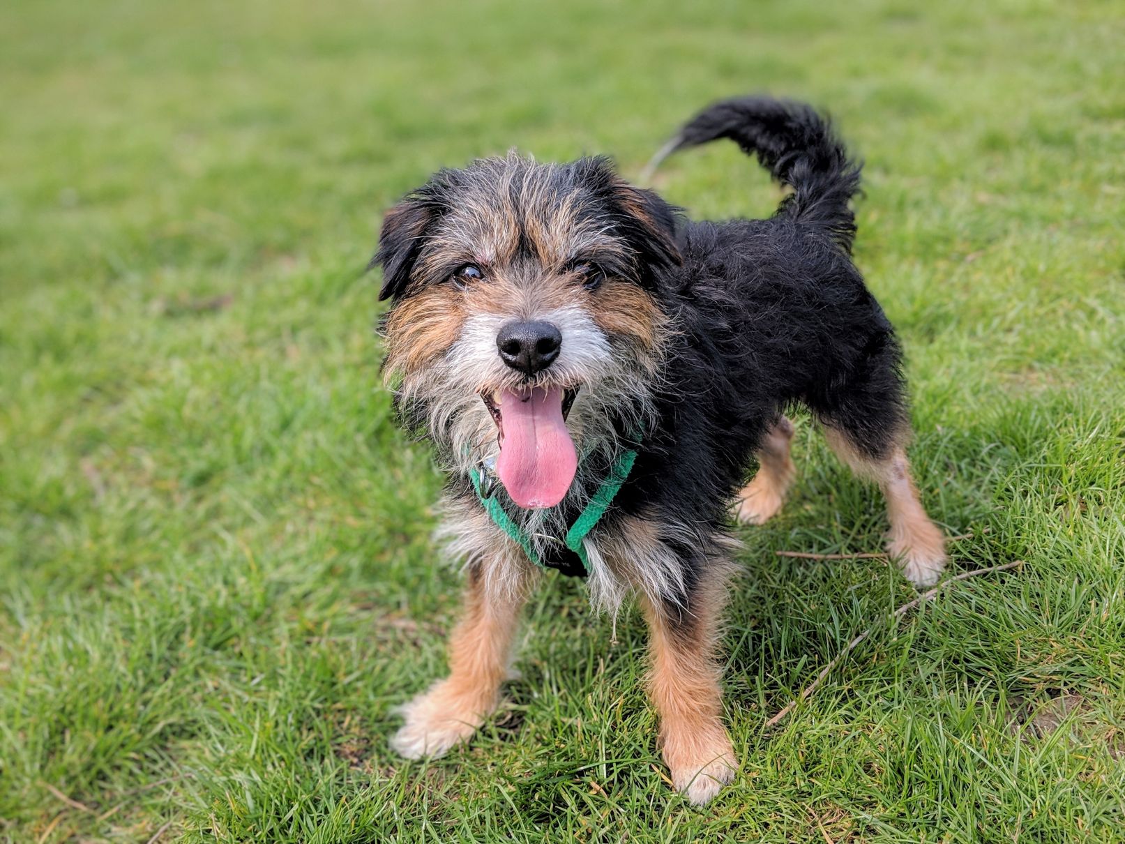 Meet Tiny, star of The Dog House Animals we've helped Woodgreen