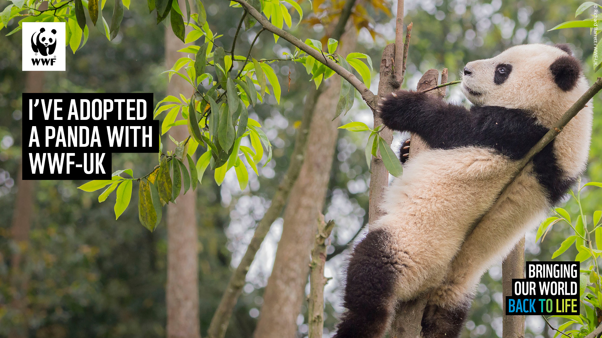 Wwf Wallpaper Animals