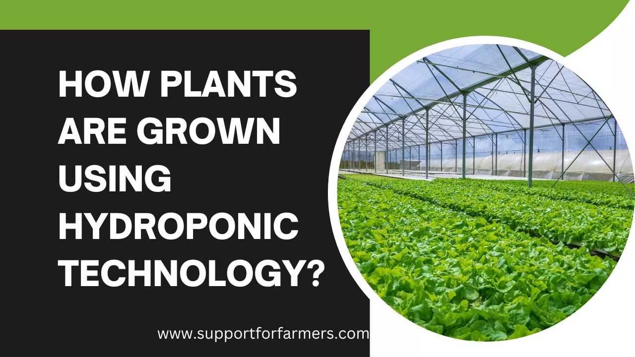 How Plants Are Grown Using Hydroponic Technology? » Support For Farmers