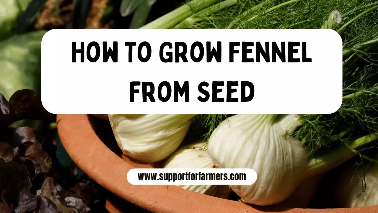 How To Grow Fennel From Seed? » Support For Farmers