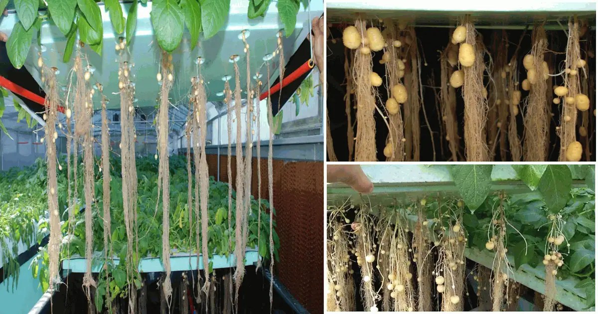 Ultimate Guide To Aeroponic Potato Farming » Support For Farmers