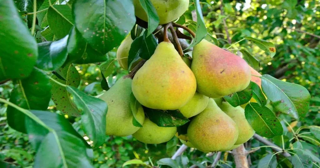 10 Best Dwarf Fruit Tree Varieties For High Yields In Your Small Garden