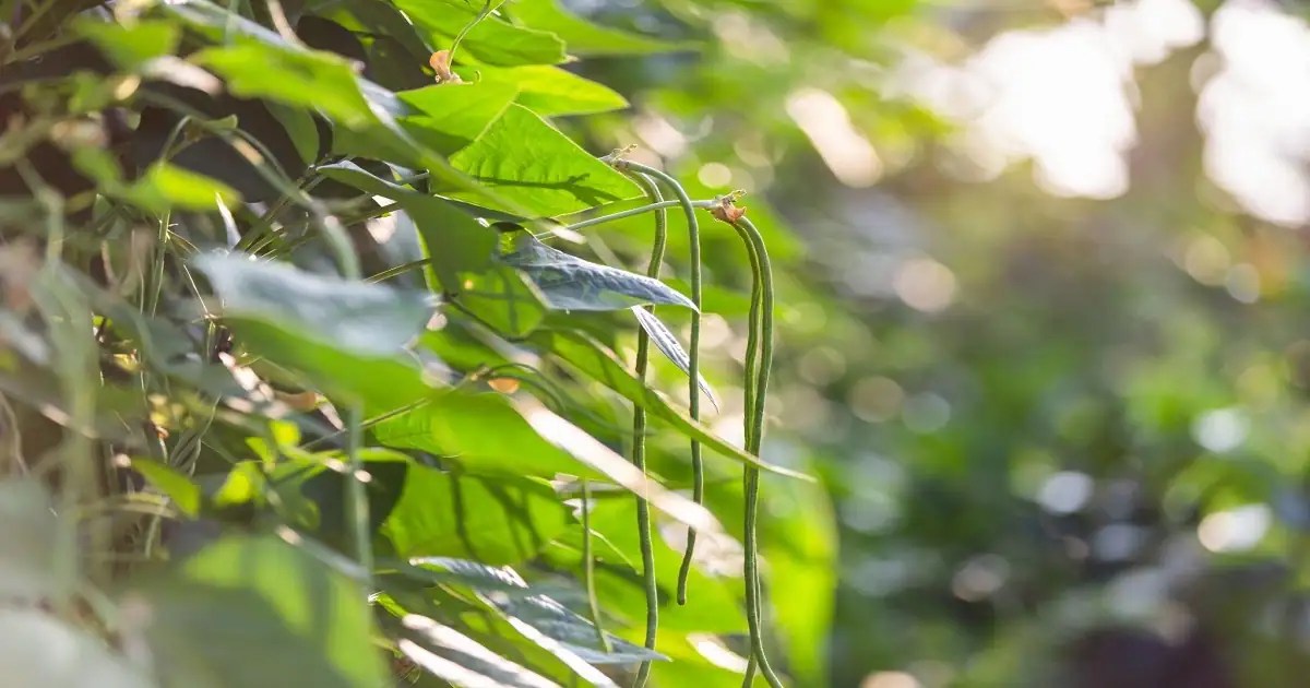 15 Common Vegetables To Grow Easily In Buckets A Guide For Beginner