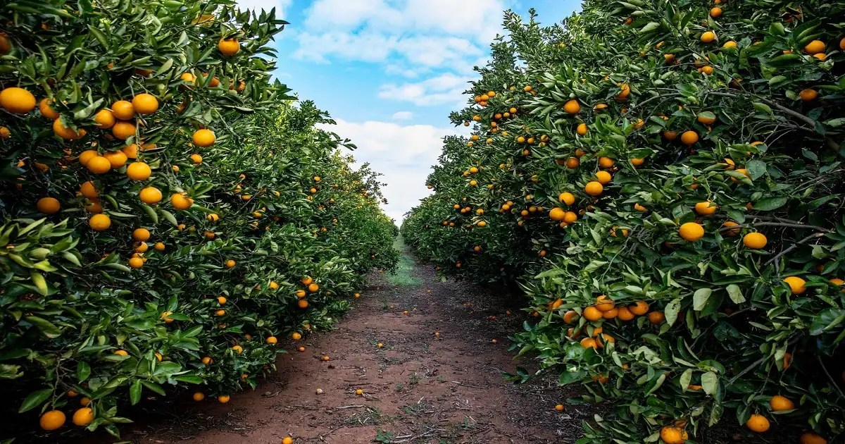 Orange Farming, Planting, Growing, Caring, Harvesting » Support For Farmers